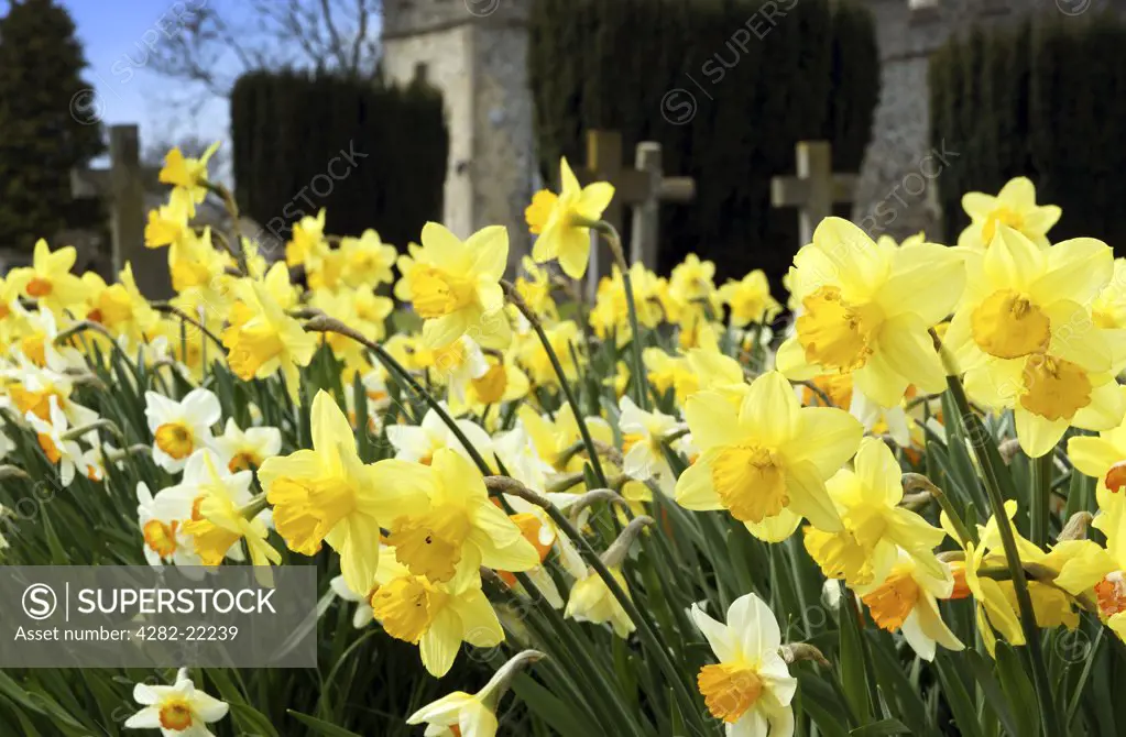 England, Cambridgeshire, Great Chishill. Daffodils in a churchyard.