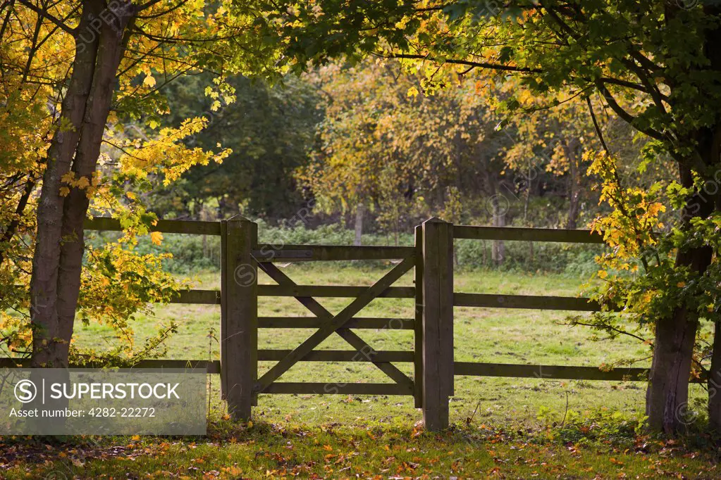 England, Essex. A five bar gate framed by autumnal trees.