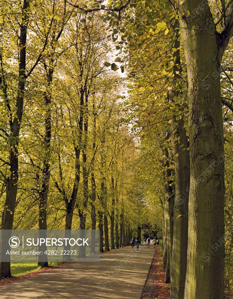 England, Cambridgeshire, Cambridge. A tree lined path to Trinity College Cambridge in the autumn.