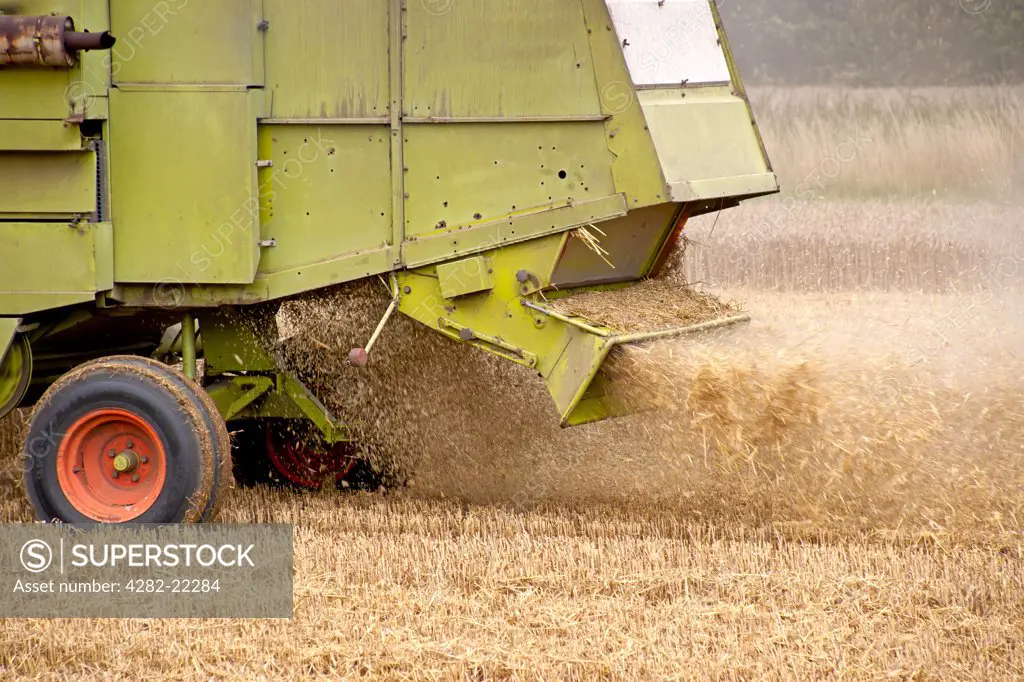 England. A combine harvester ejects chaff after harvesting the wheat grain.