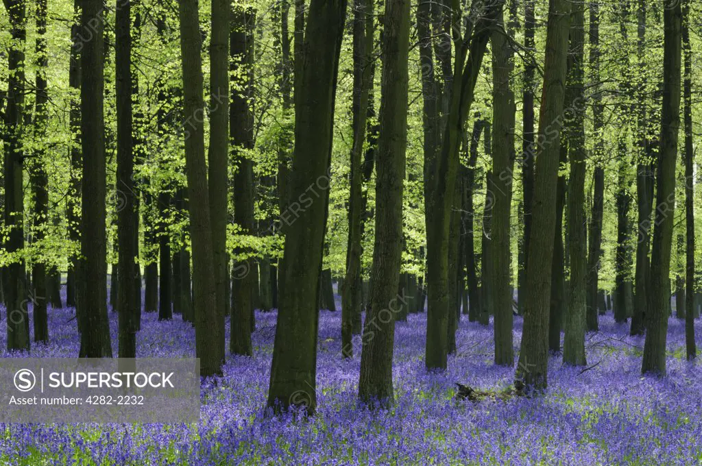 England, Hertfordshire, Ashridge Estate. Bluebells at Dockey Wood on the  Ashridge Estate.