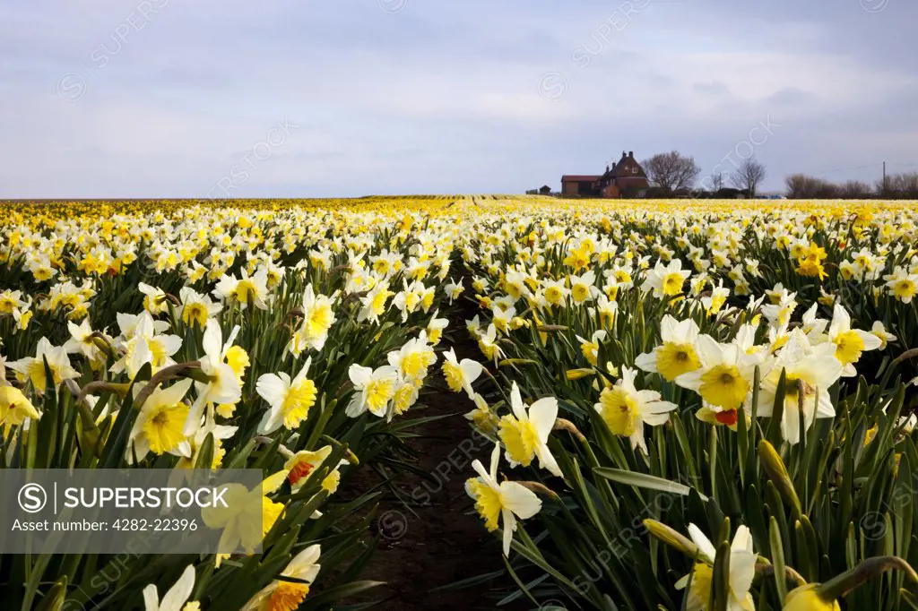 England, Norfolk, Happisburgh. A field of daffodils on a spring morning with a house on the horizon.