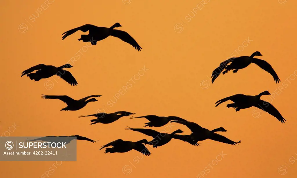 England, Norfolk, Coltishall. A silhouette of a flock of geese against the evening sky.