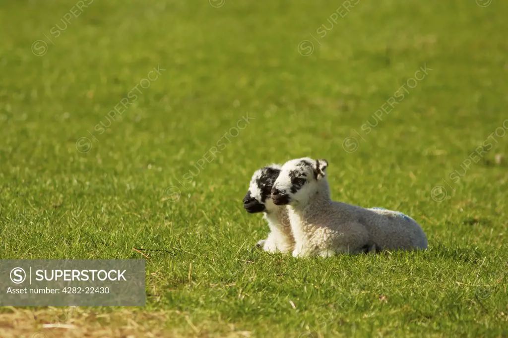 England, Cumbria, Dent. Two newborn lambs in a field.