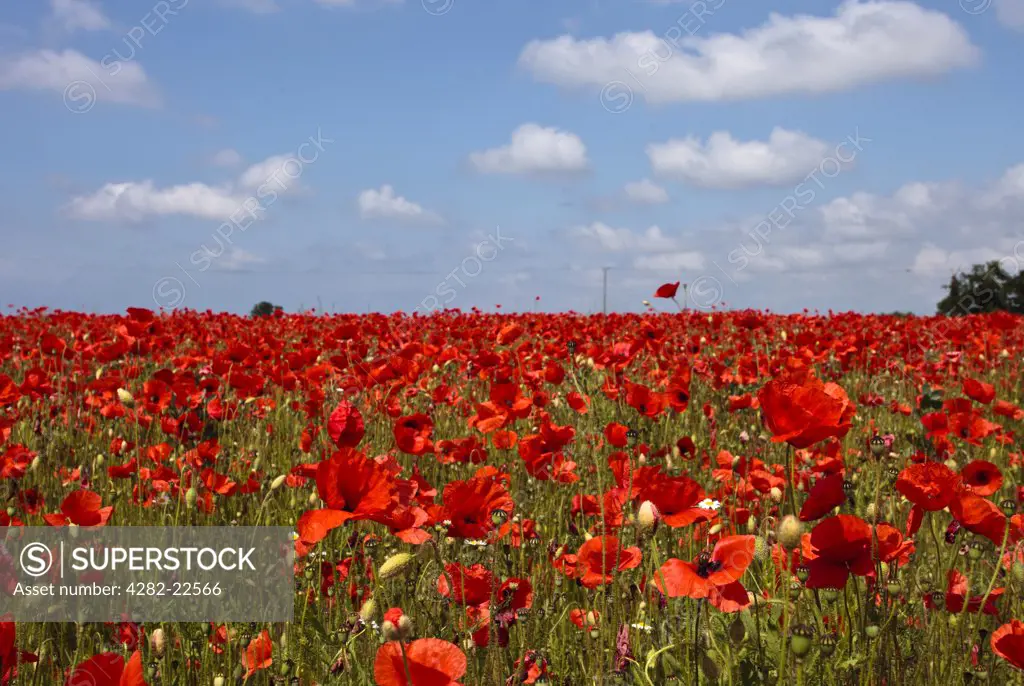 England, Norfolk, Norwich. A field full of red Poppies.