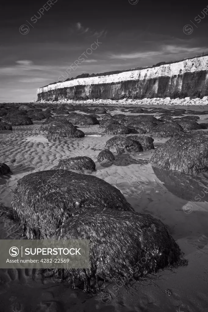 England, Norfolk, Hunstanton. Seaweed covered mound on Hunstanton beach by its stratified, fossiliferous cliffs.