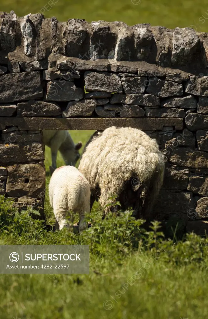 England, Derbyshire, Hope. A lamb and it's mother squeeze through a gap in a dry stone wall.
