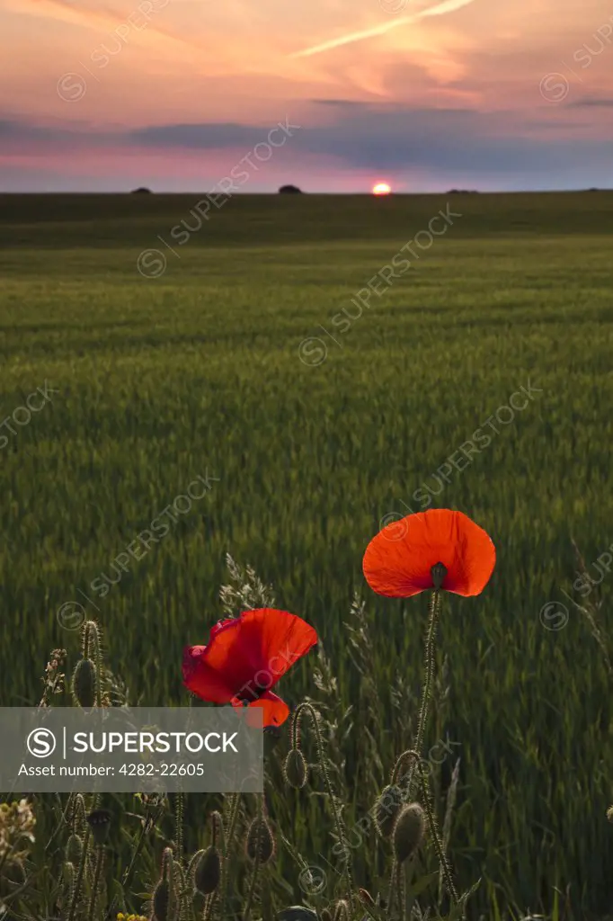 England, Norfolk, Norwich. The light from a setting sun catching two Poppies at the edge of a field.