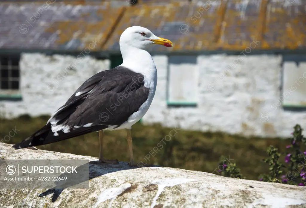 Wales, Anglesey, South Stack. A seagull on a wall at South Stack Lighthouse on the Isle of Anglesey.