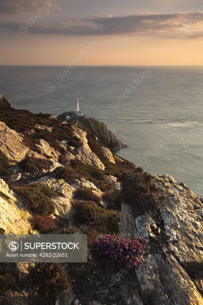 Wales, Anglesey, South Stack. The last evening light on South Stack Lighthouse, a spectacular lighthouse just off Holy Island on the north west coast of Anglesey.