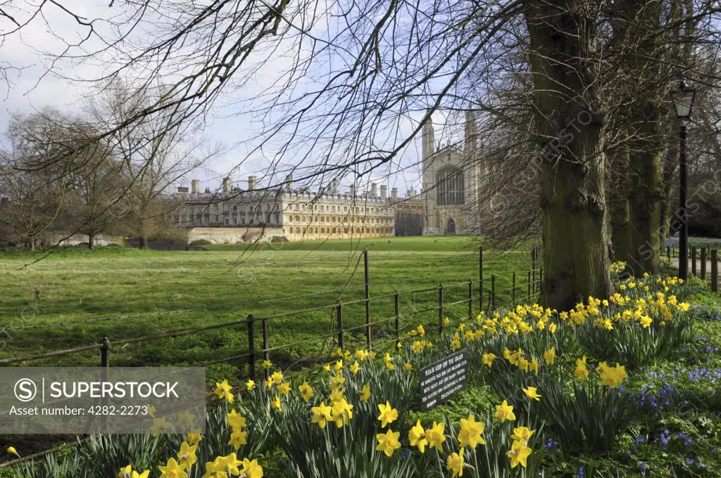 England, Cambridgeshire, Cambridge. Daffodils blooming near King's College Chapel in spring.