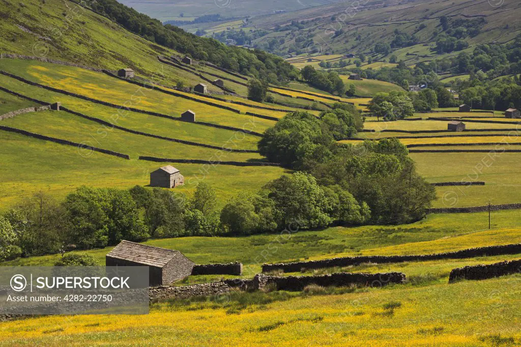 England, North Yorkshire, Muker. A view of the many barns that dot the hillside around Muker in Swaledale.