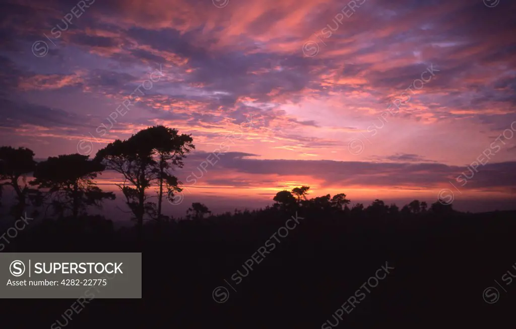 England, Sussex, Ashdown Forest. Sunset at Ashdown Forest.