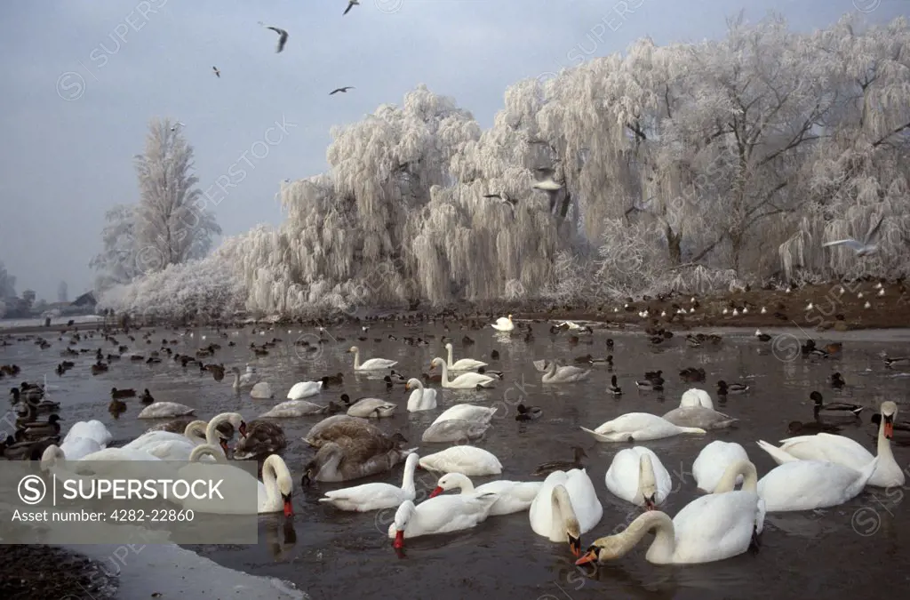 England, Gloucestershire, Slimbridge. Swans on a frozen lake at Slimbridge Wetland Centre, the birthplace of modern conservation.