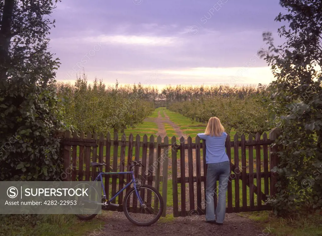 England, Cambridgeshire, near Wisbech. Cyclist looking over a gate at apple orchard in Autumn.