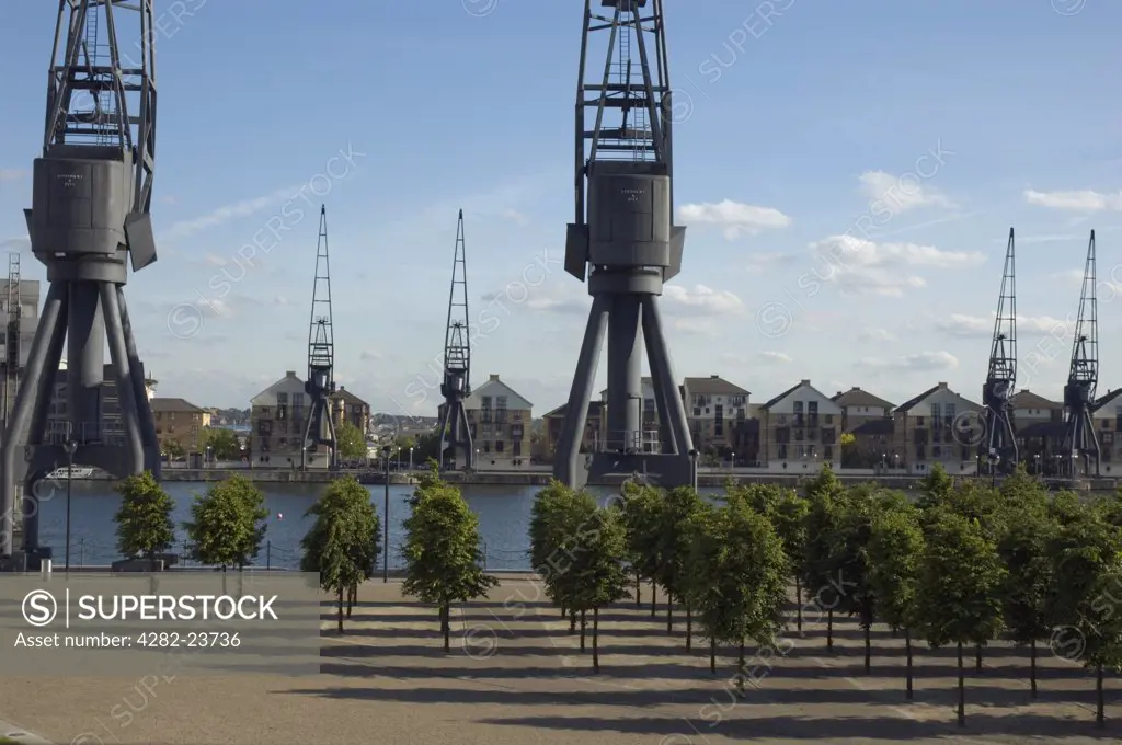 England, London, Docklands. Rows of trees next to disused cranes at Royal Victoria Dock.