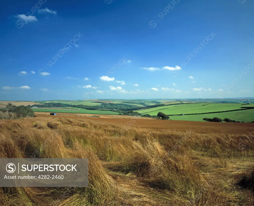 England, Devon, Woolacombe. A cornfield near Woolacombe.