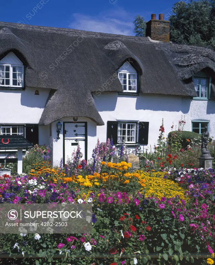 England, Dorset, Upper Bockhampton. A thatched cottage with flowers in full bloom in the garden.