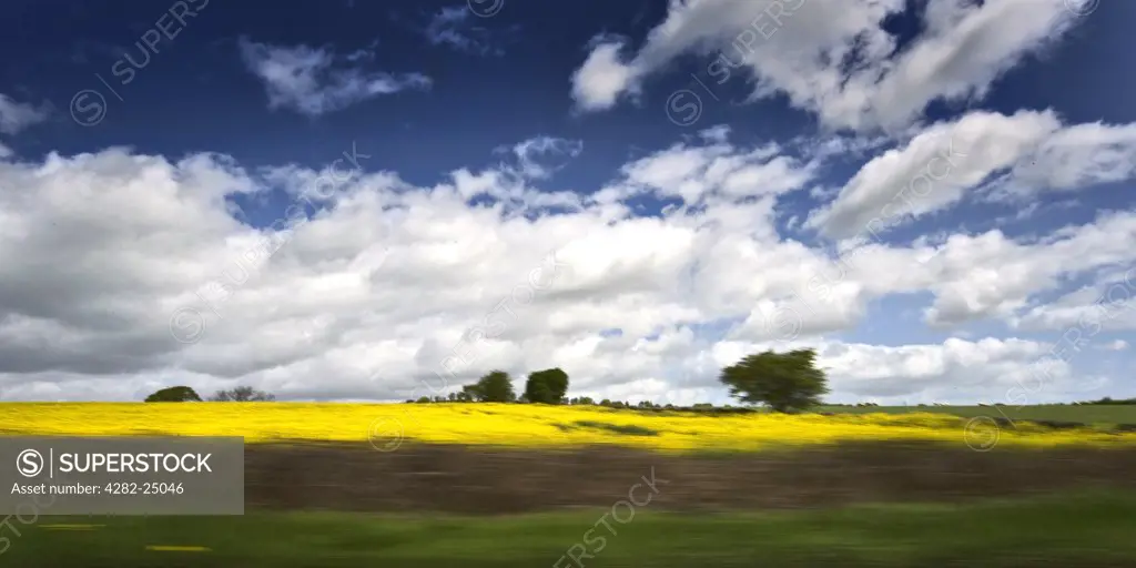 England, Hertfordshire, Whitwell. A view of a rapeseed field from a moving vehicle. Prospects for UK grown rapeseed have never looked better with the crop increasingly in demand for both edible and biodiesel markets.