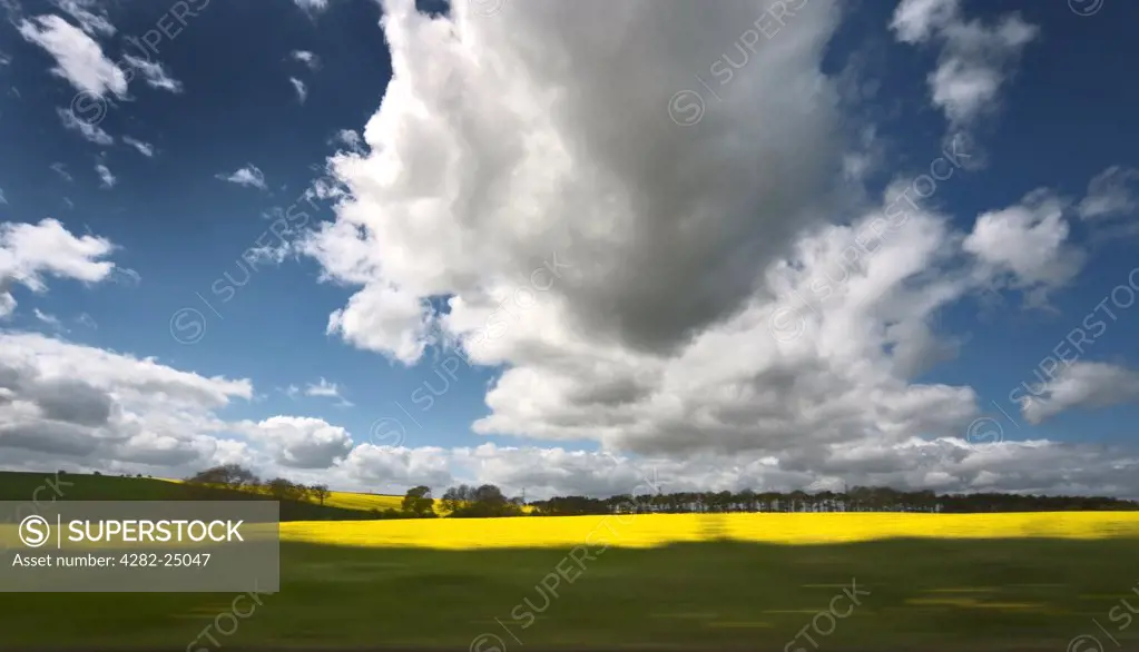 England, Hertfordshire, Whitwell. A view of a rapeseed field viewed from a moving vehicle. Prospects for UK grown rapeseed have never looked better with the crop increasingly in demand for both edible and biodiesel markets.