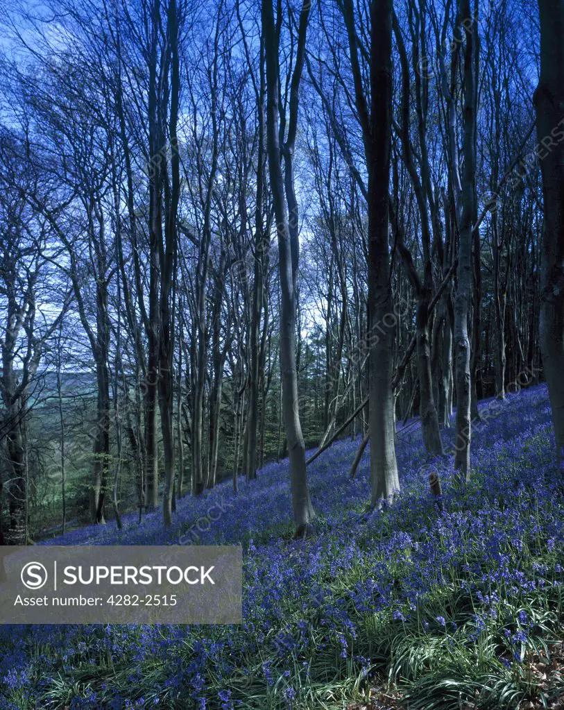 England, Dorset, Lyme Regis. A bluebell wood near Lyme Regis.