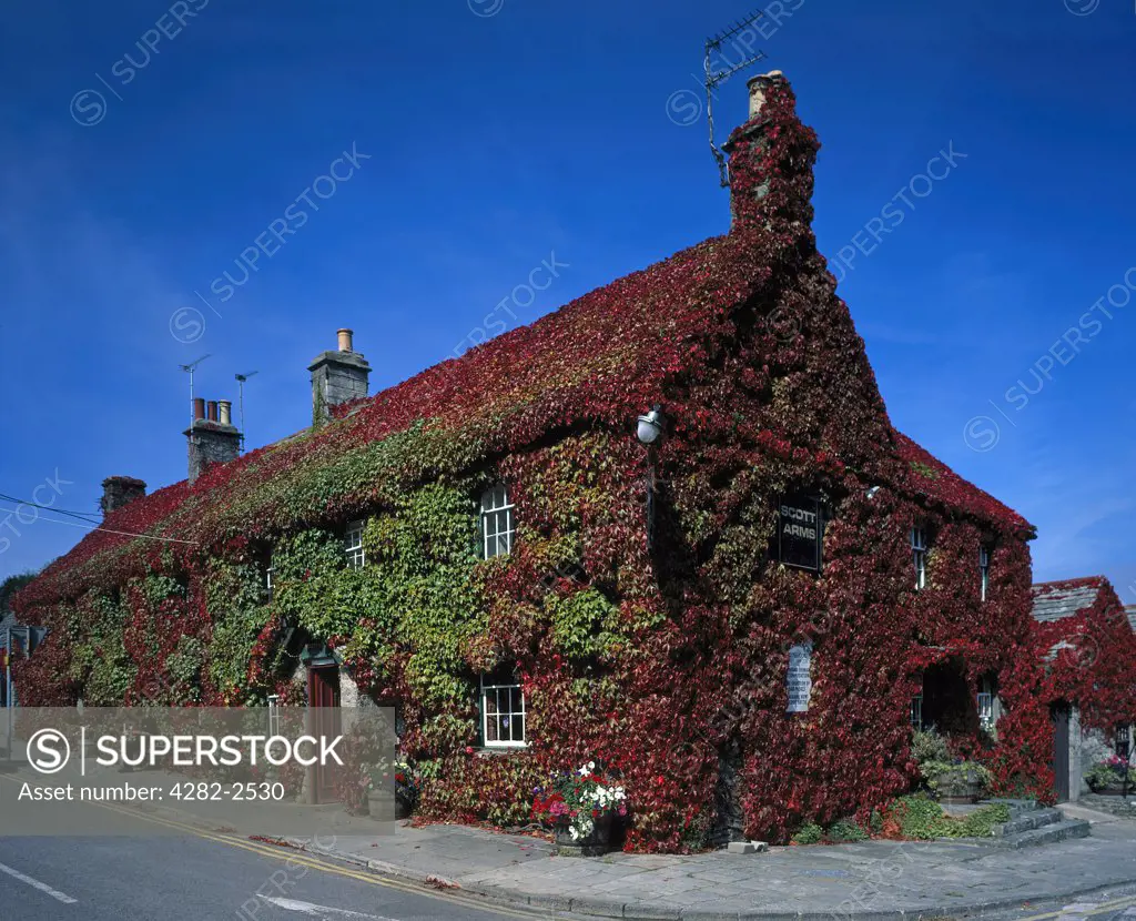 England, Dorset, Kingston. The Scott Arms covered with a brightly coloured Virginia creeper.