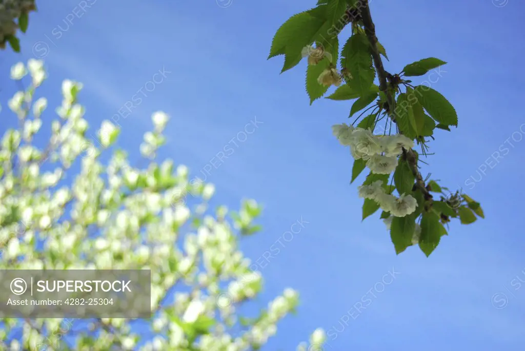 Republic of Ireland, Dublin, Central Dublin. Looking up to blue skies behind Spring blossom in central Dublin.