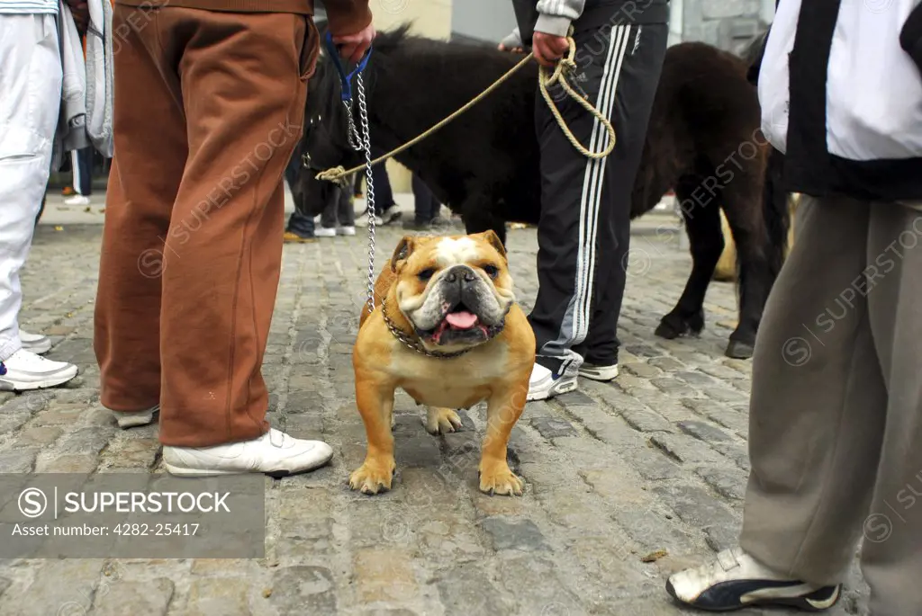 Republic of Ireland, Dublin, Smithfield Horse Market. A bulldog on a lead at Smithfield Horse Market in Dublin.