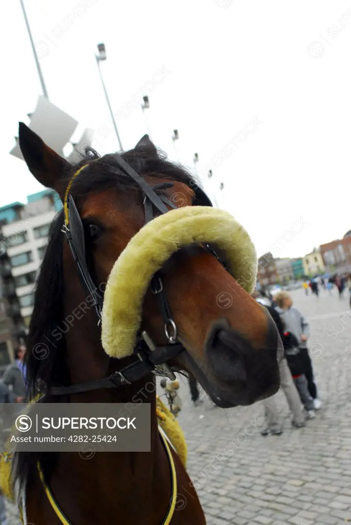 Republic of Ireland, Dublin, Smithfield Horse Market. Close up of a horse at Smithfield Horse Market in Dublin.