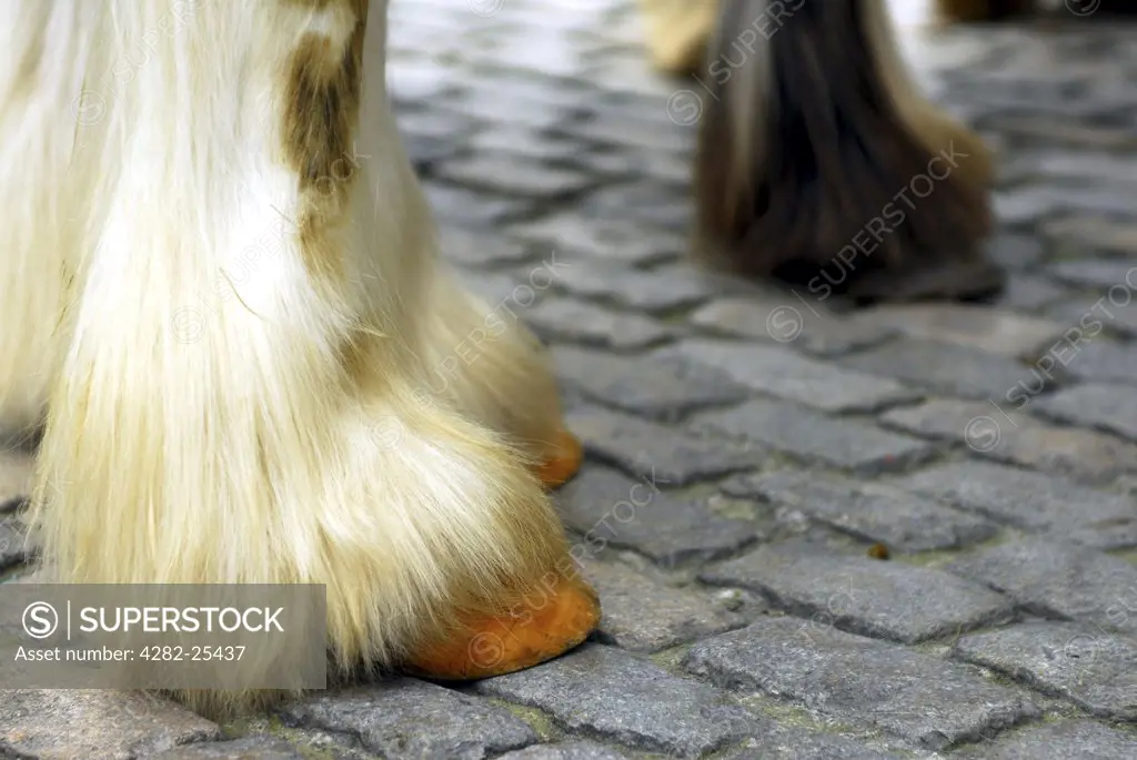 Republic of Ireland, Dublin, Smithfield Horse Market. A close up of horses hoofs at Smithfield Horse Market in Dublin.