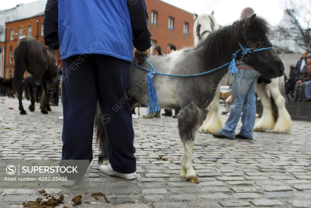 Republic of Ireland, Dublin, Smithfield Horse Market. A pony being held by a rope at Smithfield Horse Market in Dublin.