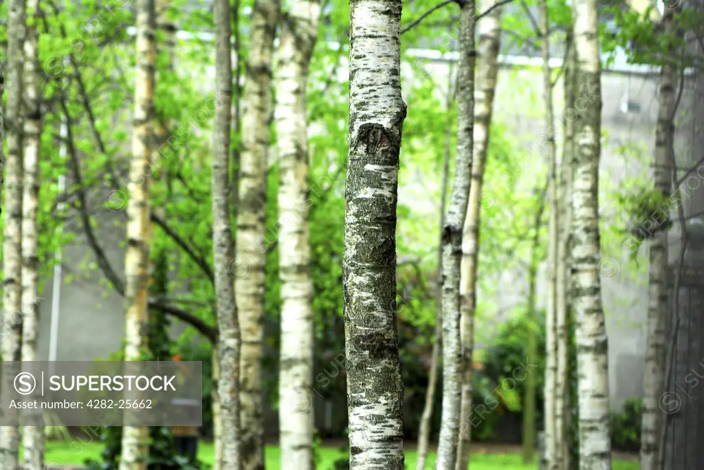 Republic of Ireland, County Cork, Cork. A close up of a small group of trees in Cork.