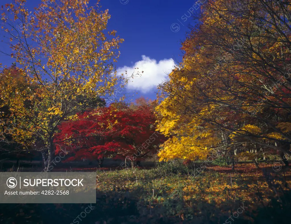 England, Surrey, Winkworth. Autumnal scene in Winkworth Arboretum.