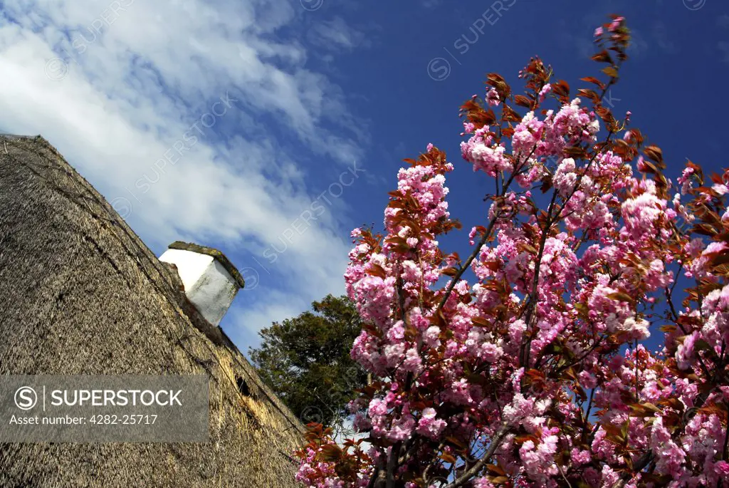 Republic of Ireland, County Cork, Rural Cork. Cherry blossom and a thatched cottage near Cork.