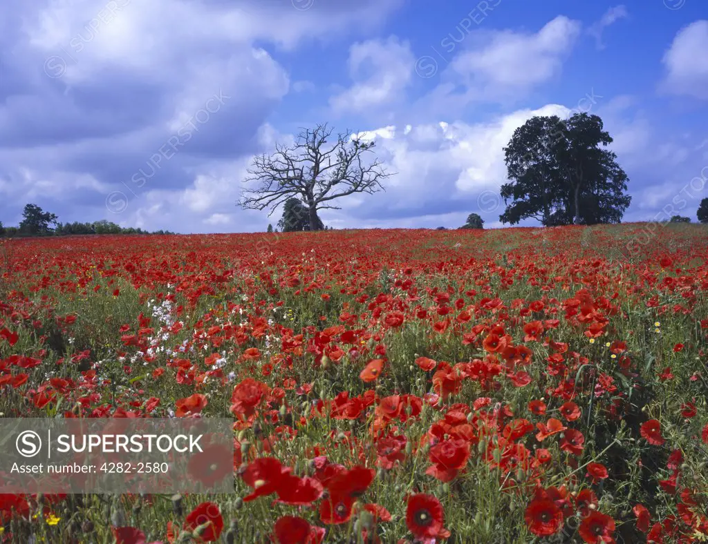 England, Surrey, West Clandon. A poppy field at West Clandon.