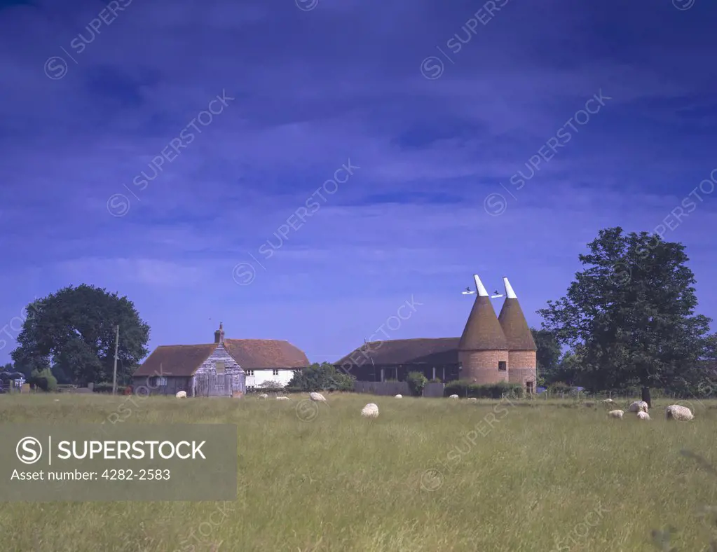 England, Kent, Bettenham. A rural scene near Bettenham with oast houses, farm buildings and sheep.