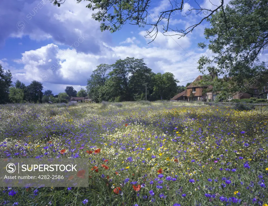 England, Hampshire, Exton. A field of wild flowers in Exton.