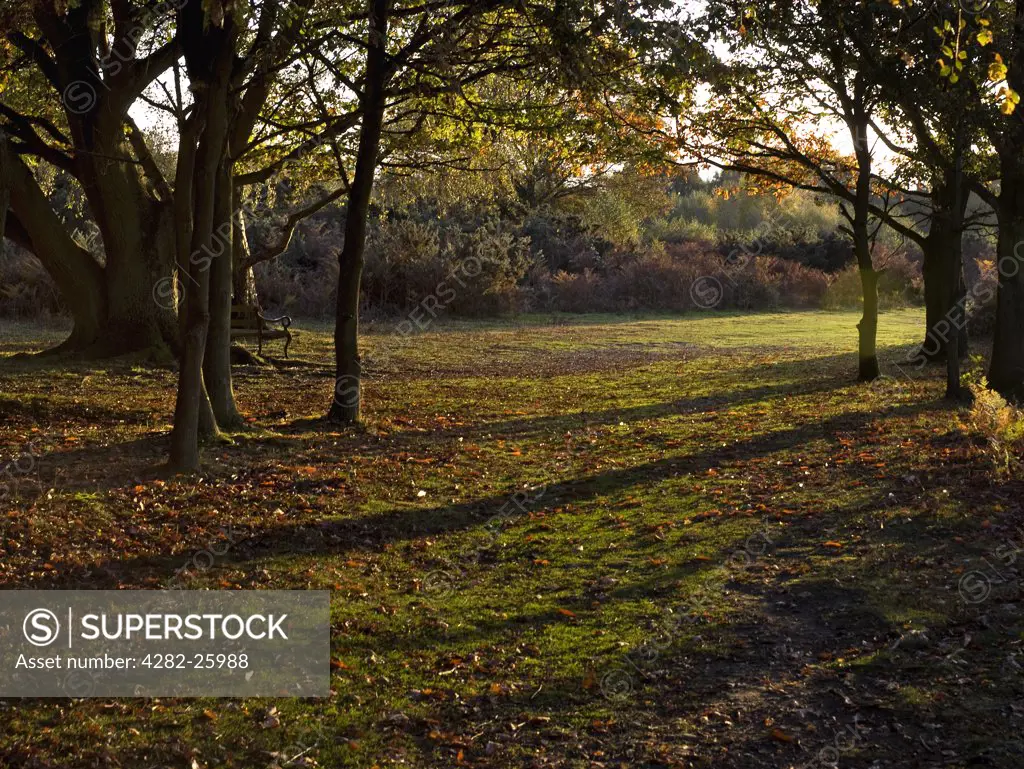 England, Surrey, Headley. Long shadows cast from autumnal trees at sunset on Headley Common.