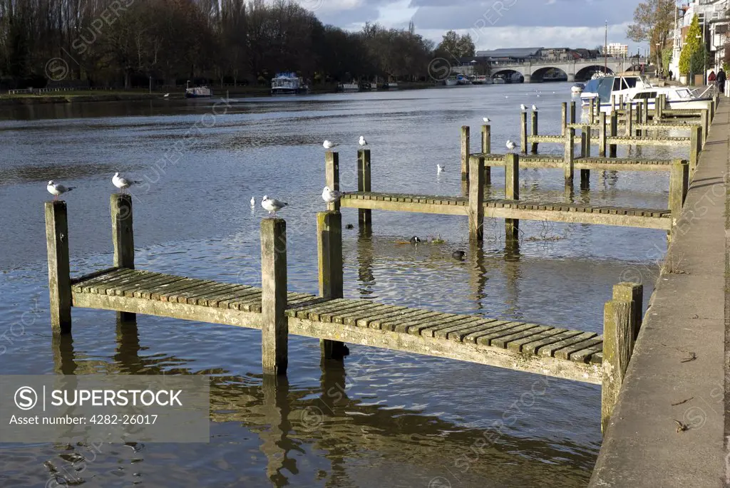 England, London, Kingston upon Thames. Wooden jetties along the Thames riverbank in Kingston upon Thames.