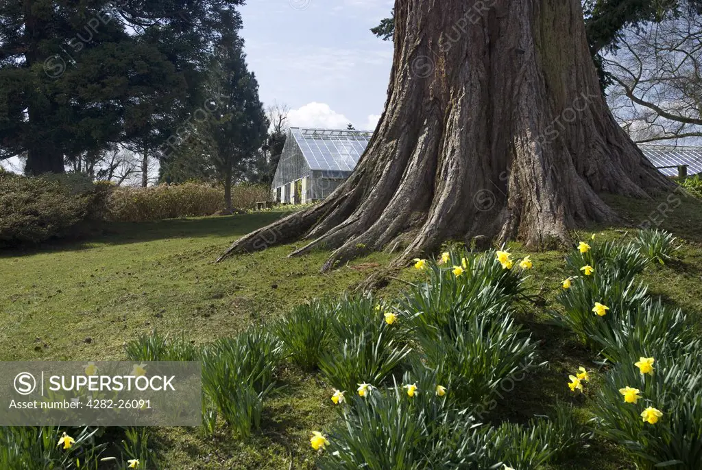 England, West Sussex, Horsham. Daffodils in bloom by a large tree trunk at Leonardslee Gardens.
