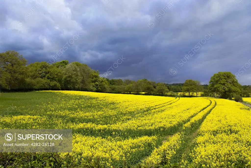 England, Surrey, Abinger Hammer. View over rape seed fields near Abinger Hammer.