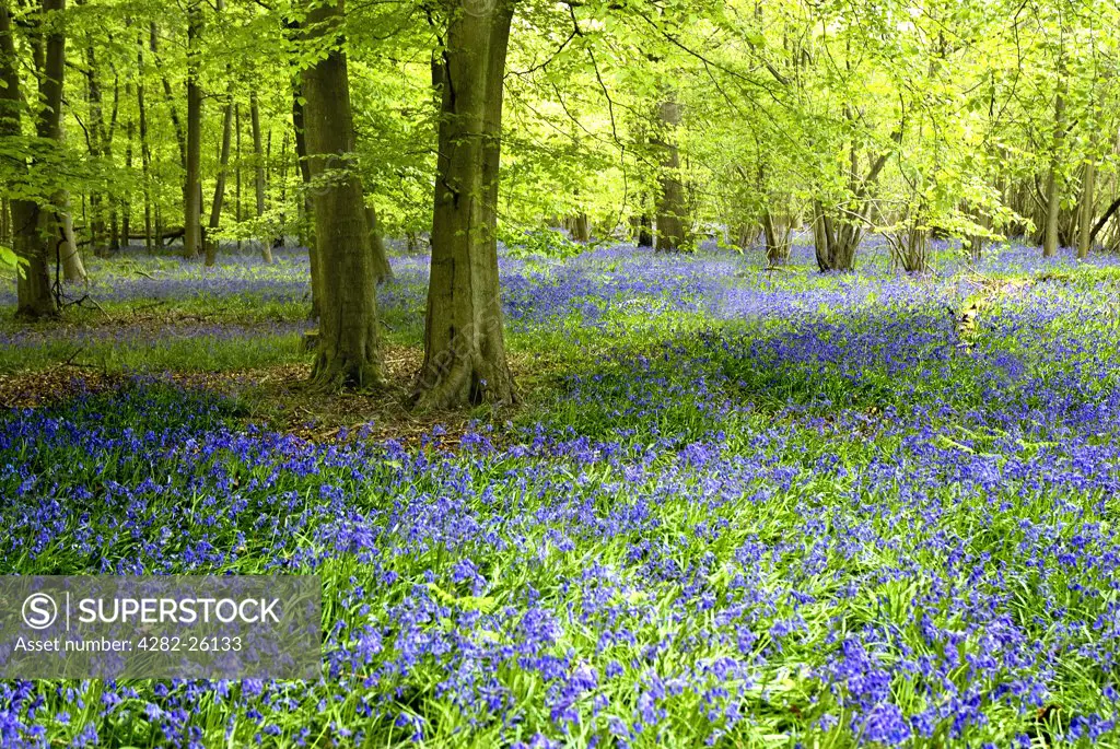 England, Surrey, Wotton. Bluebells carpeting woodland near Wotton.