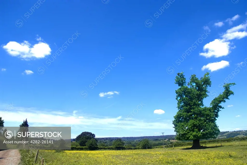 England, Surrey, Coldharbour. A lone tree in a field near Coldharbour.