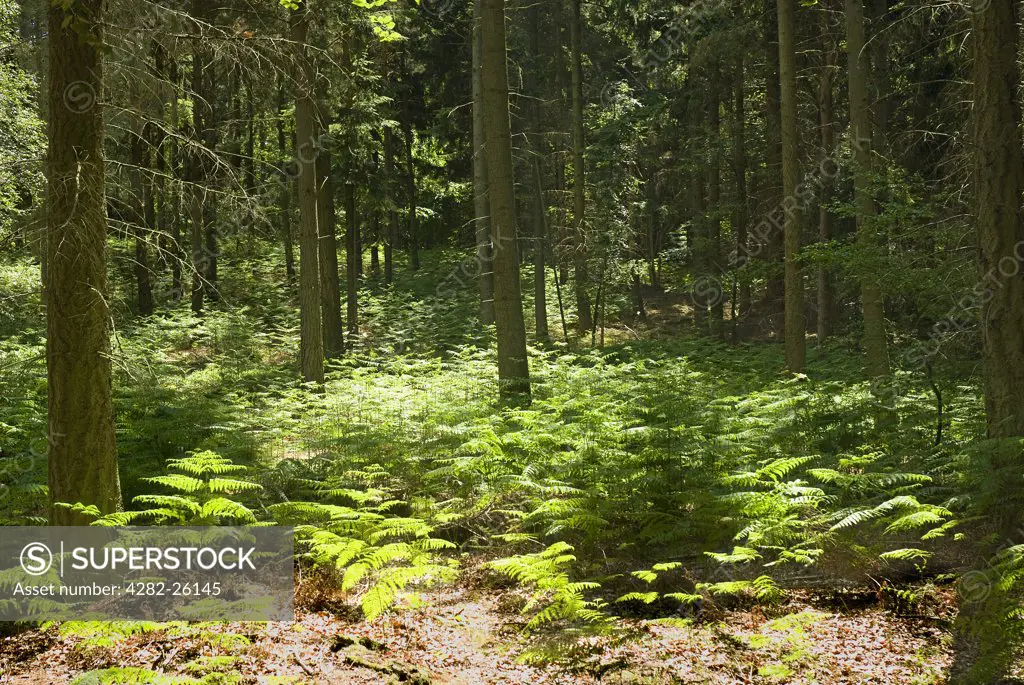England, Surrey, Coldharbour. Shafts of sunlight through trees lighting ferns on a woodland floor near Coldharbour.