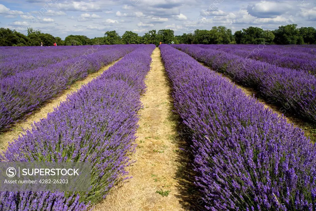 England, Surrey, Banstead. Rows of lavender growing at Mayfield Lavender farm on the Surrey Downs.