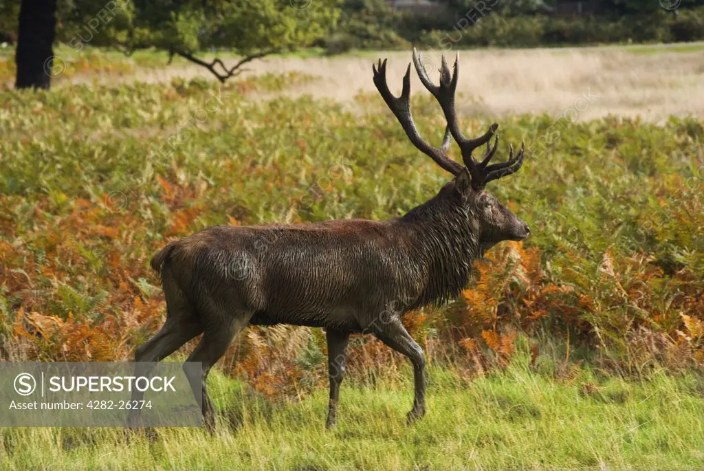 England, London, Richmond Park. A red stag in Richmond Park during the rutting season in autumn. Richmond Park is the largest Royal Park in London and is still home to 300 red deer and 350 fallow deer.