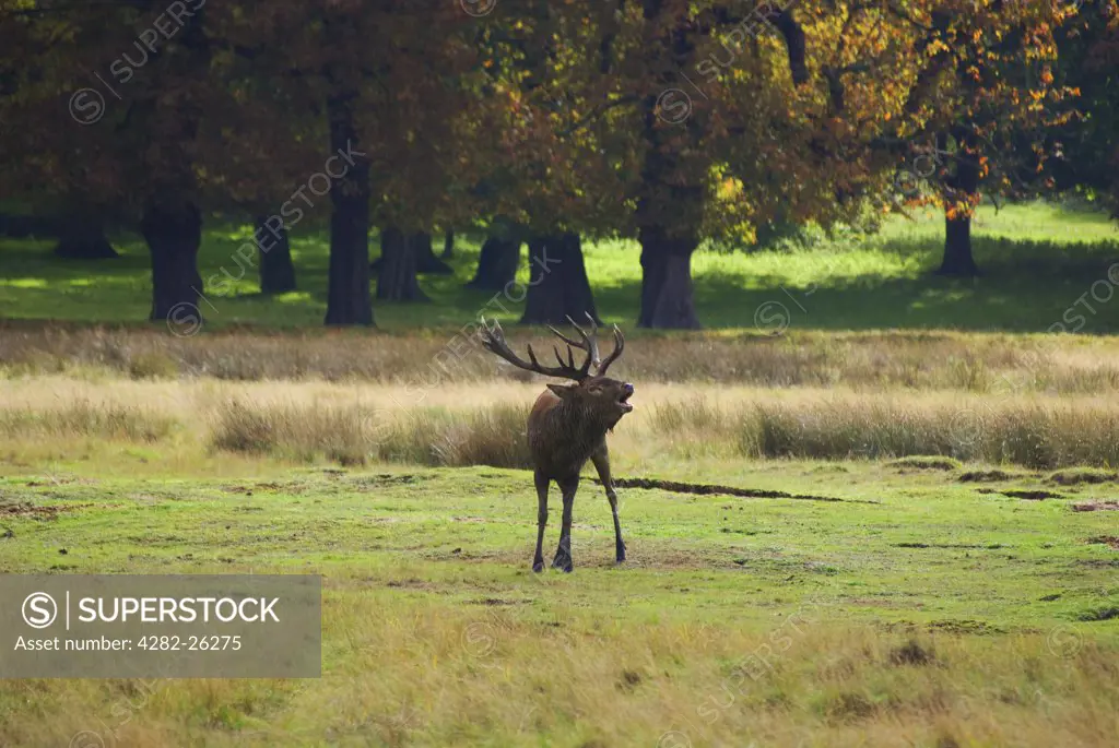 England, London, Richmond Park. A red stag in Richmond Park during the rutting season in autumn. Richmond Park is the largest Royal Park in London and is still home to 300 red deer and 350 fallow deer.