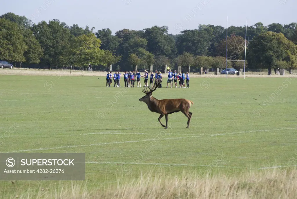 England, London, Richmond Park. A red stag walking across a rugby pitch in Richmond Park during the rutting season in autumn. Richmond Park is the largest Royal Park in London and is still home to 300 red deer and 350 fallow deer.
