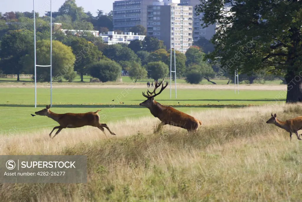 England, London, Richmond Park. A red stag and hinds in Richmond Park during the rutting season in autumn. Richmond Park is the largest Royal Park in London and is still home to 300 red deer and 350 fallow deer.