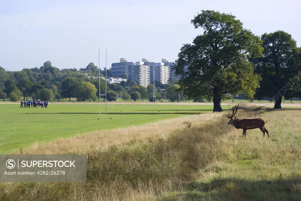 England, London, Richmond Park. A red stag by a rugby pitch in Richmond Park during rutting season in autumn. Richmond Park is the largest Royal Park in London and is still home to 300 red deer and 350 fallow deer.